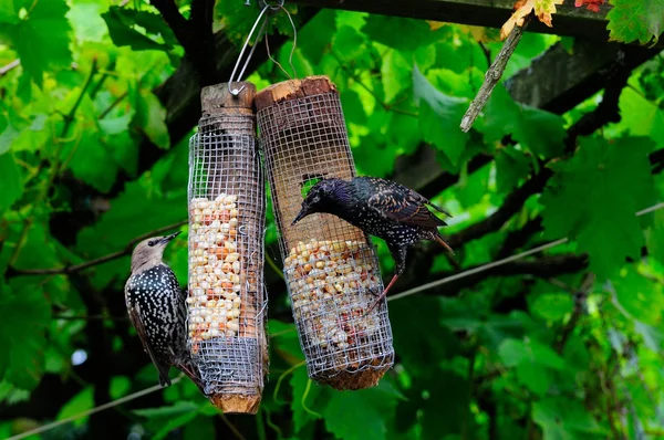 Mature and Juvenile Starlings. — Stock Photo, Image