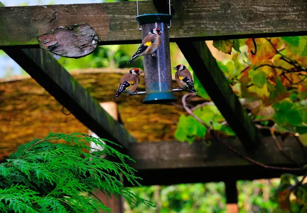 Three Goldfinch feeding. — Stock Photo, Image
