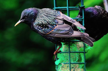 Starling bir besleyici Olgun.