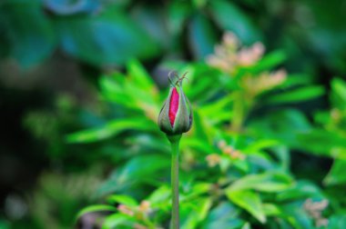 Bir tek kırmızı gül tomurcuğu.