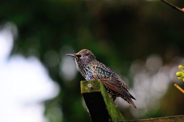 Starling bir Milli üzerinde tünemiş.