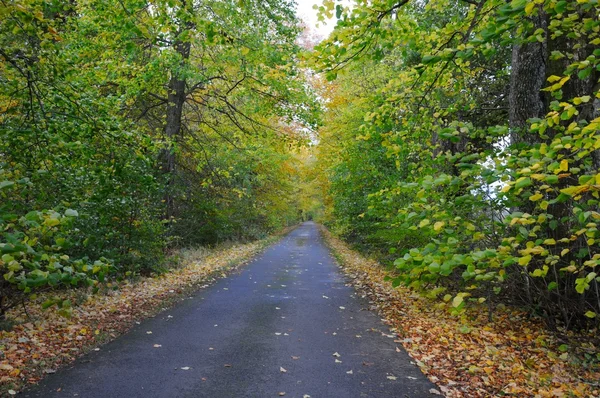 秋に緑豊かな路地. ロイヤリティフリーのストック画像