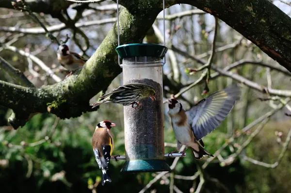 Aggresive Goldfinch towards a Siskin. — Stock Photo, Image