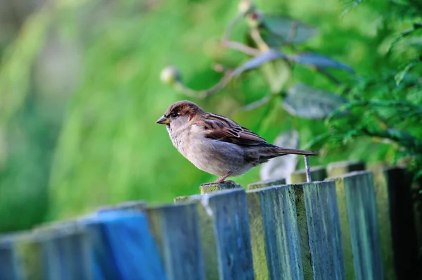Vrabec na plot. — Stock fotografie