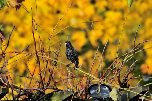 Starling sång. — Stockfoto