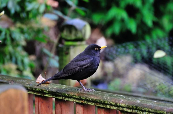 Blackbird mâle sur une clôture . — Photo