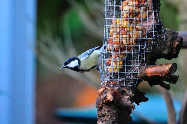 Coaltit beslenme. — Stok fotoğraf