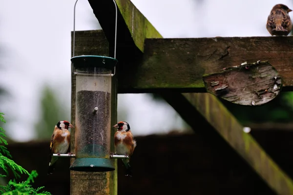 Two Goldfinch feeding. — Stock Photo, Image