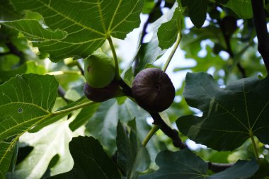 Bir incir ağacının dalını incir meyve