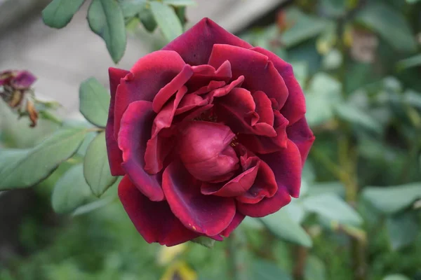 Rosas Vermelhas Arbusto Jardim — Fotografia de Stock