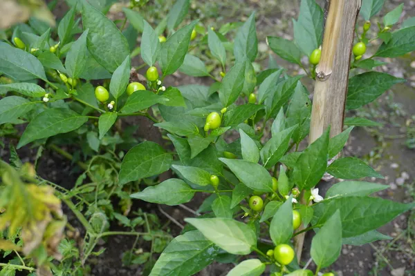 Kis Zöld Bors Chili Fák Zöld Chili Fák Háttér — Stock Fotó