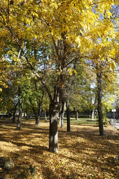 Herbst Park Mit Baumreihen Und Gelbem Herbst — Stockfoto