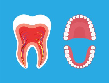 Tooth anatomy and oral cavity structure vector illustration