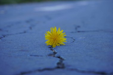 Çiçek açan sarı karahindiba çiçeğinin yakın çekim