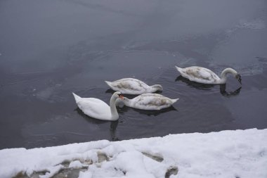 Swan swim in the winter lake water Frosty snowy trees