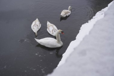 Swan swim in the winter lake water Frosty snowy trees