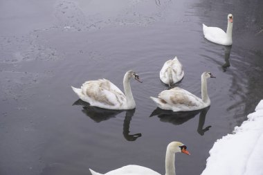 Swan swim in the winter lake water Frosty snowy trees