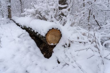 Cut log in the forest winter time