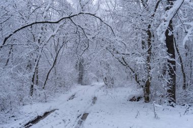 Road in the forest winter time snow scene