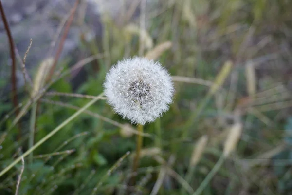 Close Blooming Dandelion Flower — Stok fotoğraf