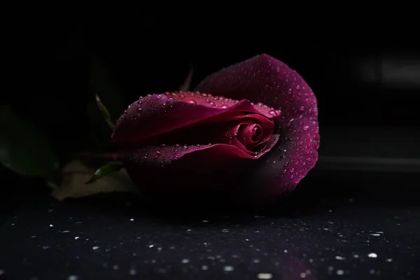 Beautiful Deep Pink Rose Water Drops — Stock fotografie