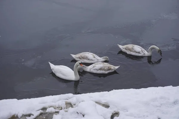 Swan Swim Winter Lake Water Frosty Snowy Trees — Foto de Stock