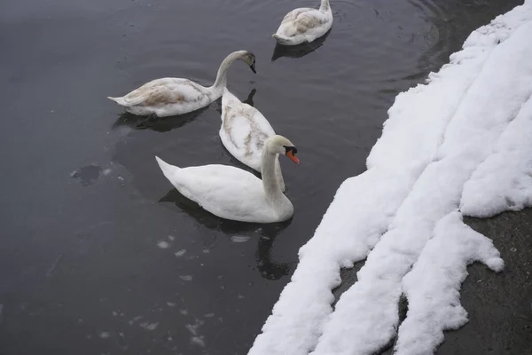 Swan Swim Winter Lake Water Frosty Snowy Trees — Fotografia de Stock