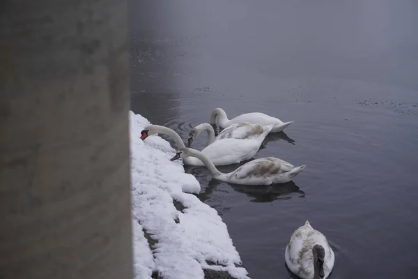 Swan Swim Winter Lake Water Frosty Snowy Trees — Fotografia de Stock