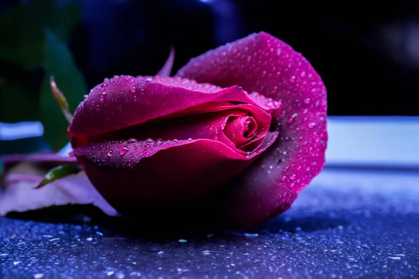 Beautiful Deep Pink Rose Water Drops — kuvapankkivalokuva