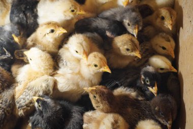 Bir grup Tavuk Yavrusu Kutuda