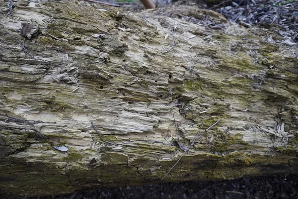 Ormandaki yaşlı yosunlu ağaç kütüğü