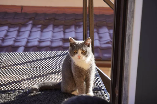 Όμορφη Γκρι Γάτα Μπροστά Από Την Πόρτα — Φωτογραφία Αρχείου