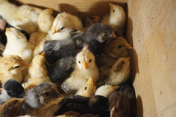 Bir grup Tavuk Yavrusu Kutuda