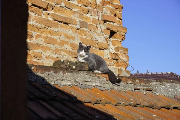 Beautiful Grey Cat Roof House — Stok fotoğraf