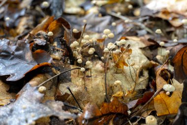 Doğal bir arka planda mantar. Yüksek kalite fotoğraf