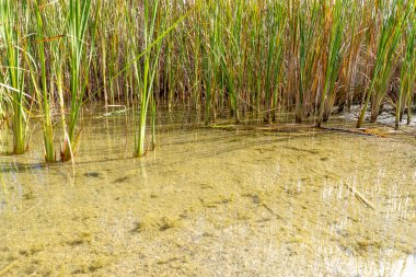 Genç Reed göle yansıyor