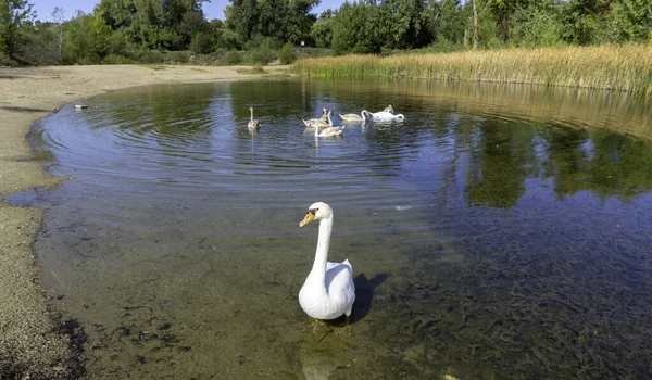 Белые Лебеди Купаются Озере — стоковое фото