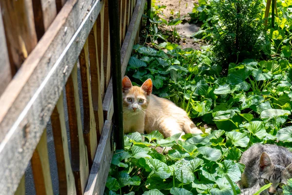 Bahçedeki Küçük Güzel Kedi — Stok fotoğraf