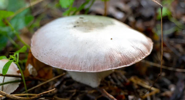 Mushroom Natural Background High Quality Photo — Stock Photo, Image