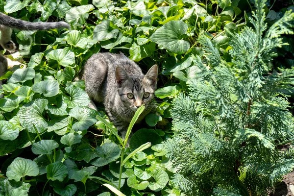 Kedi Bahçede Yeşil Bir Arka Planda Oturuyor — Stok fotoğraf