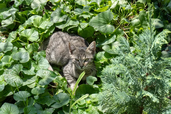 Kedi Bahçede Yeşil Bir Arka Planda Oturuyor — Stok fotoğraf