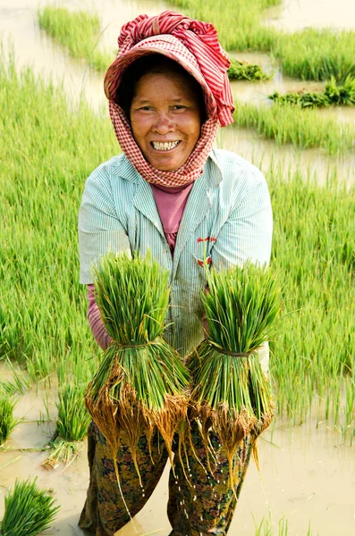 Leende bonde kvinna som arbetar i asiatiska risfält Paddy Kambodja — Stockfoto