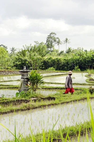 Рисовое поле в Бали — стоковое фото