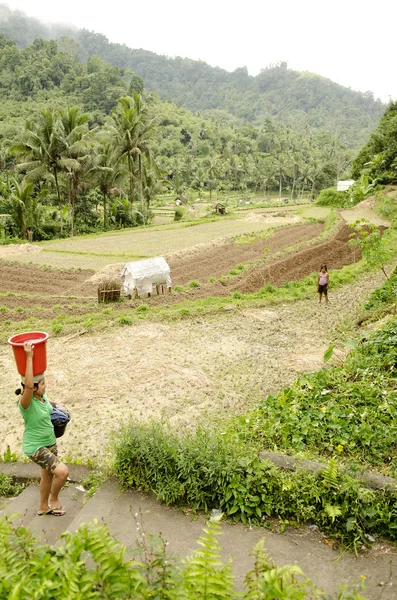 Rýžové pole v bali Indonésie — Stock fotografie