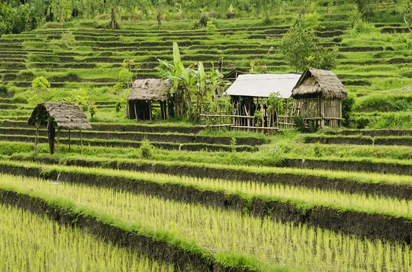 Reisfelder auf Bali Indonesien — Stockfoto