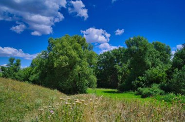 Büyük bir ağaç ve mavi gökyüzü olan güzel bir manzara.