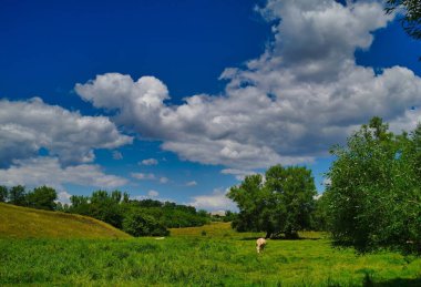 Büyük bir ağaç ve mavi gökyüzü olan güzel bir manzara.