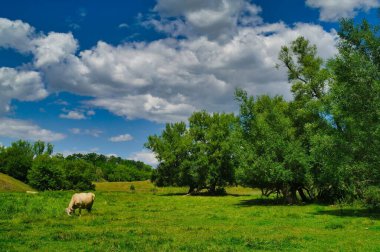 Mavi gökyüzü ve beyaz bulutlarla yeşil çayır