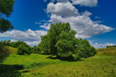 Güzel bir manzara Ağacı ve mavi gökyüzü