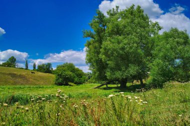 Ağacı ve mavi gökyüzü olan güzel bir manzara.